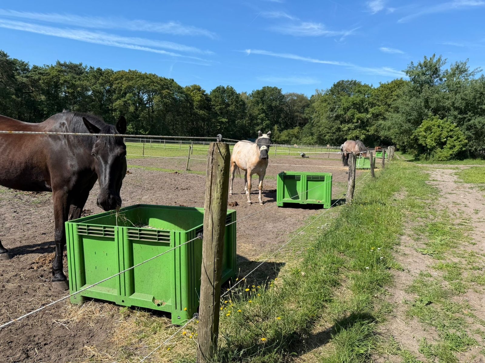 Slowfeeder Groen XXL (1 kuub) - foto's 4