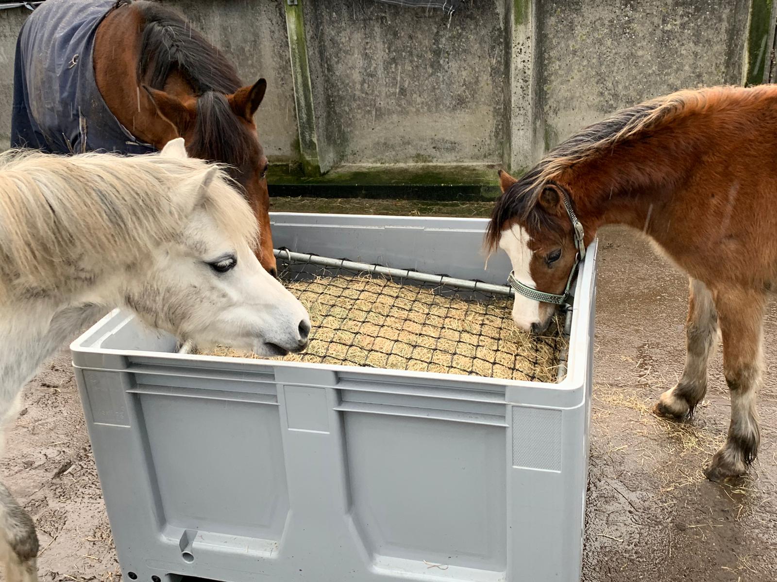 Slowfeeder Grijs XXL (1 kuub) - foto's 2